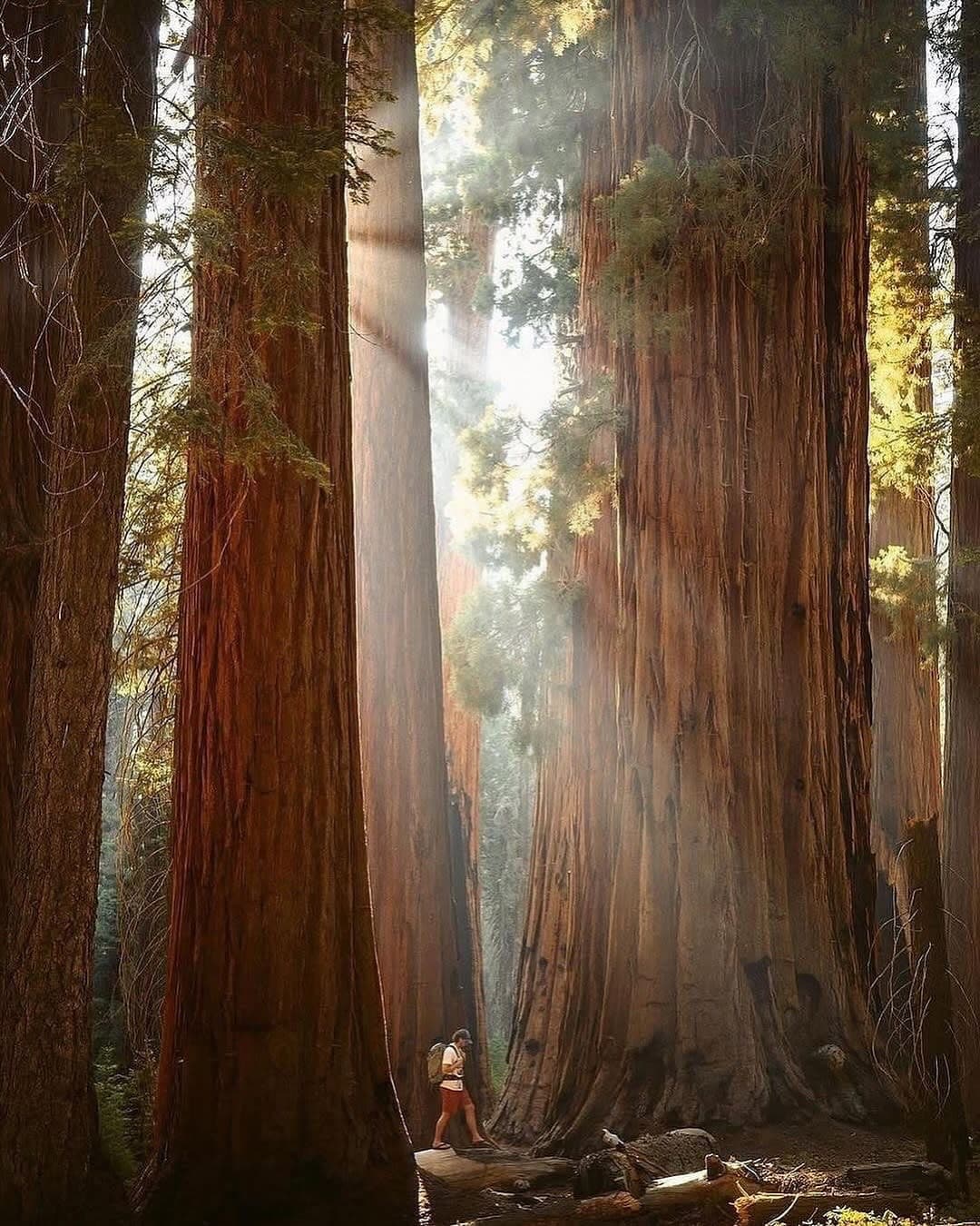 Dev Ağaçların Arasında: Sequoia Ulusal Parkı’nda Zamanla Yürümek - Resim 3