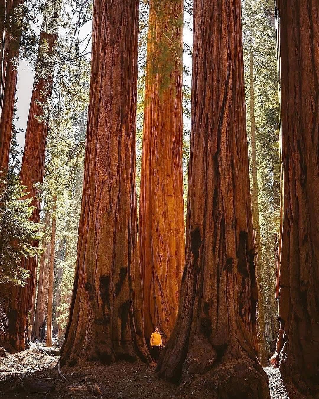 Dev Ağaçların Arasında: Sequoia Ulusal Parkı’nda Zamanla Yürümek - Resim 2